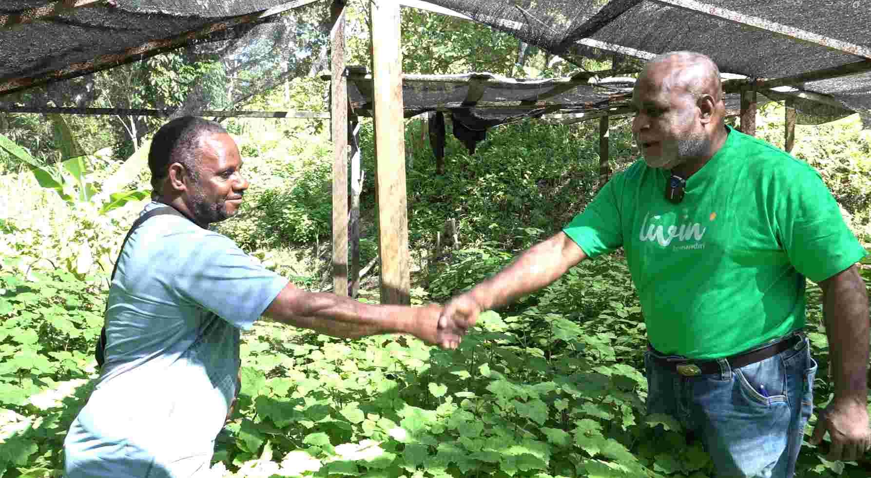 Dari Papua Barat Daya Untuk Indonesia: Kelompok Tani Papua Produktif Sukses Sulap Nilam Jadi Emas Hijau